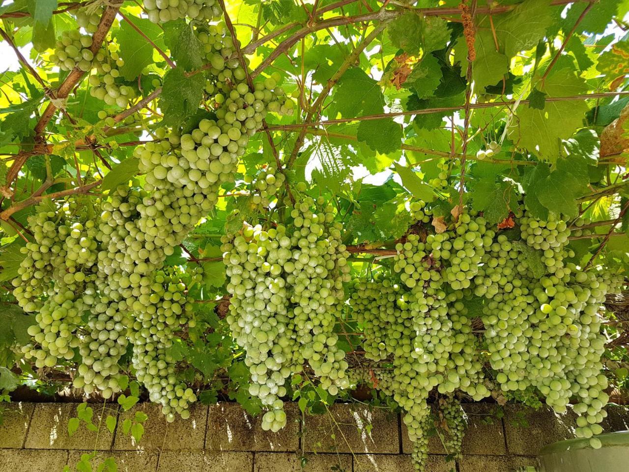 Agriturismo Il Drago Mirabella Imbaccari Екстериор снимка